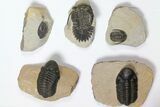 Lot: Assorted Devonian Trilobites - Pieces #119865-2